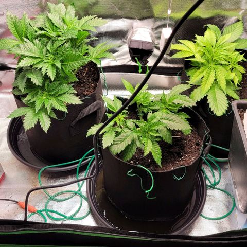 Special Queen #1 growlog timeline photo