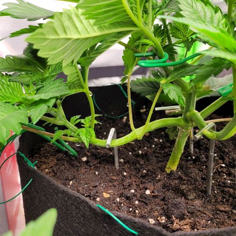 Special Queen #1 growlog timeline photo