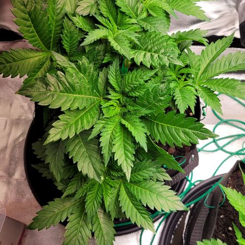 Special Queen #1 growlog timeline photo