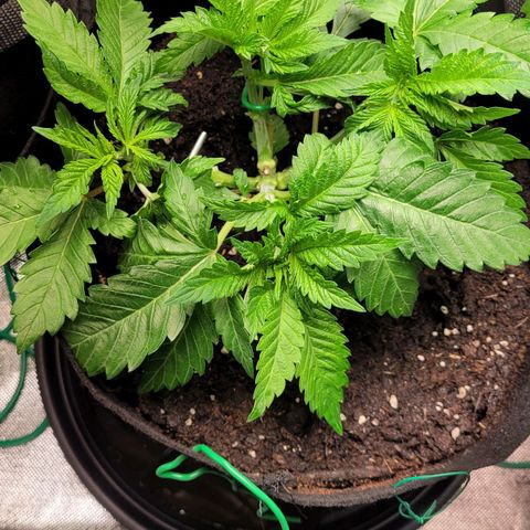 Special 1 # growlog timeline photo