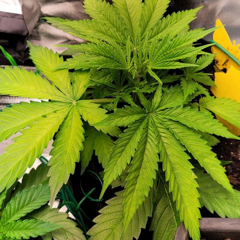 Gnomo Auto  growlog timeline photo