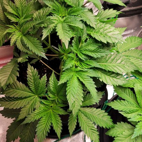 Special Queen #1 growlog timeline photo