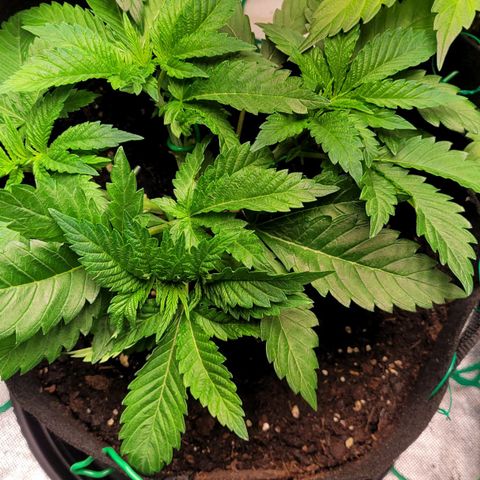 Special 1 # growlog timeline photo
