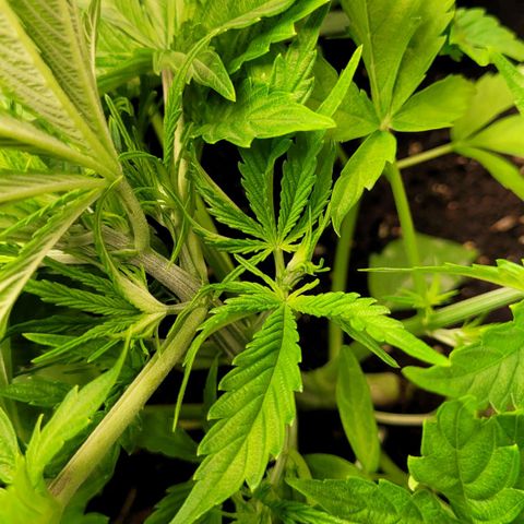 Gnomo Auto  growlog timeline photo