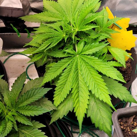 Gnomo Auto  growlog timeline photo