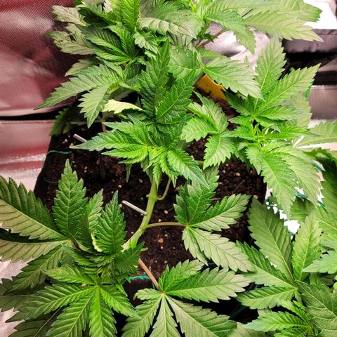 Special Queen #1 growlog photo: Leider ist mir ein Ast abgebrochen, ich habe ihn ins Wasser gestellt. 