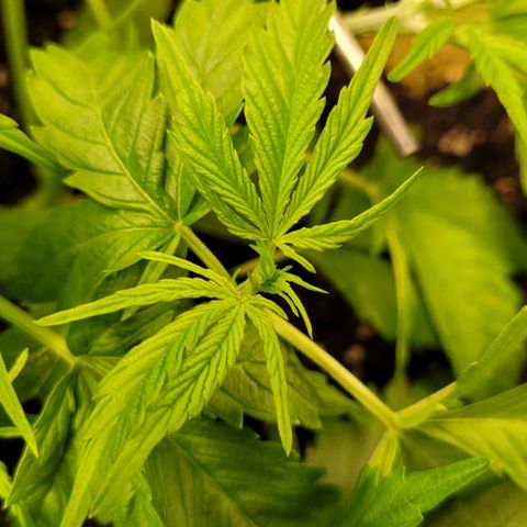 Gnomo Auto  growlog timeline photo