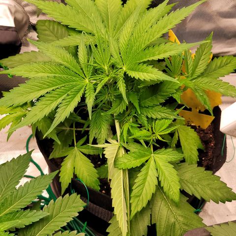 Gnomo Auto  growlog timeline photo