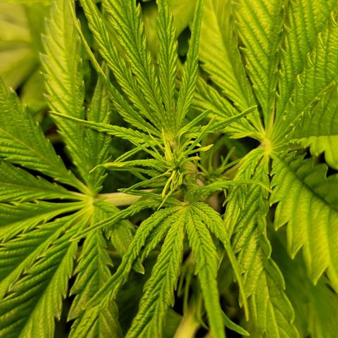 Gnomo Auto  growlog timeline photo