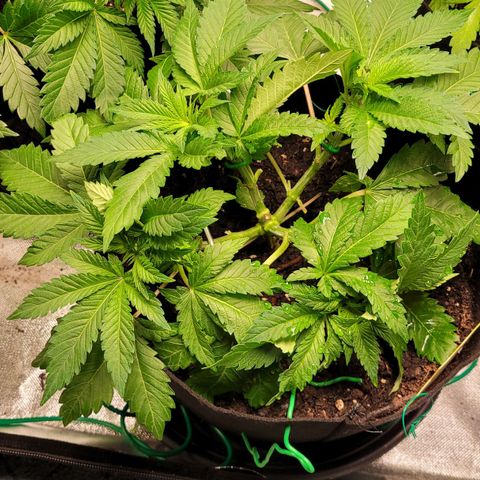 Special 1 # growlog timeline photo
