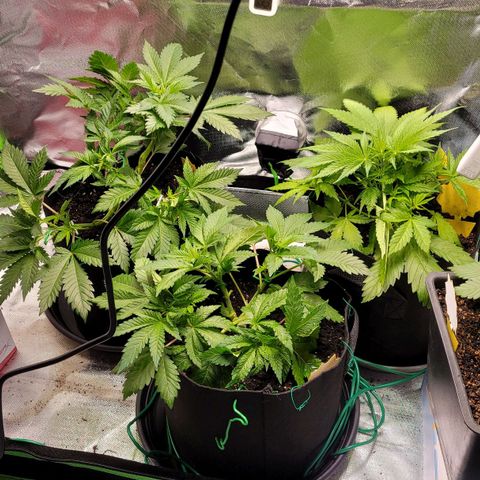 Special 1 # growlog timeline photo