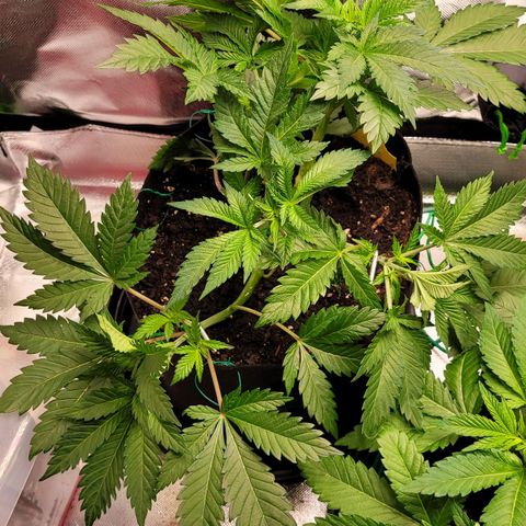 Special Queen #1 growlog timeline photo