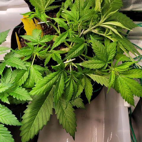 Gnomo Auto  growlog timeline photo