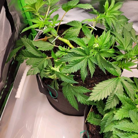 Special Queen #1 growlog timeline photo