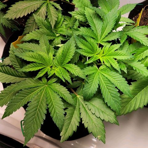 Special 1 # growlog timeline photo