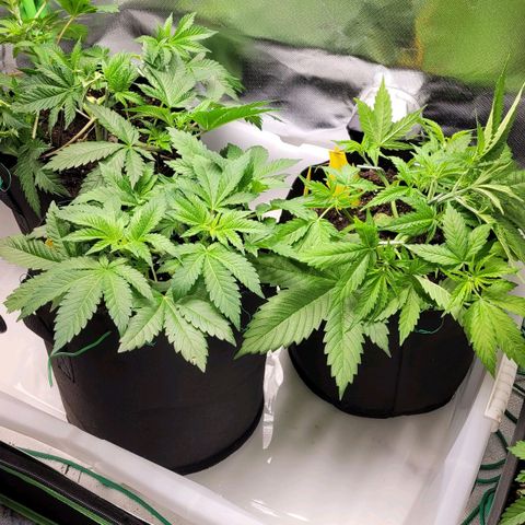 Special 1 # growlog timeline photo