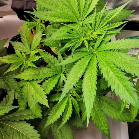 Gnomo Auto  growlog timeline photo