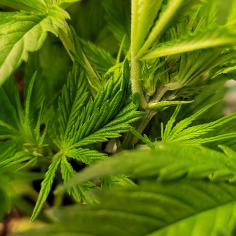 Gnomo Auto  growlog timeline photo