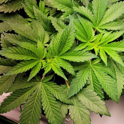 Special 1 # growlog timeline photo