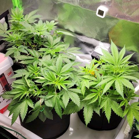 Special 1 # growlog timeline photo