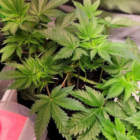 Special Queen #1 growlog timeline photo