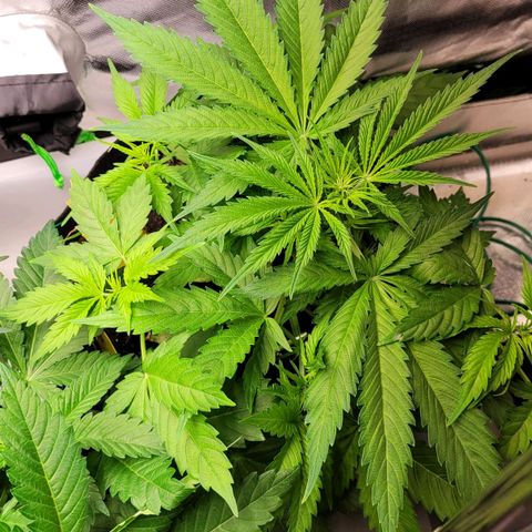 Gnomo Auto  growlog timeline photo