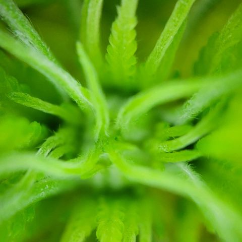 Gnomo Auto  growlog timeline photo