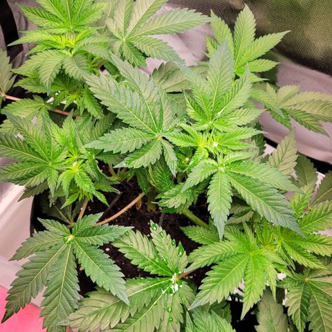 Special Queen #1 growlog timeline photo