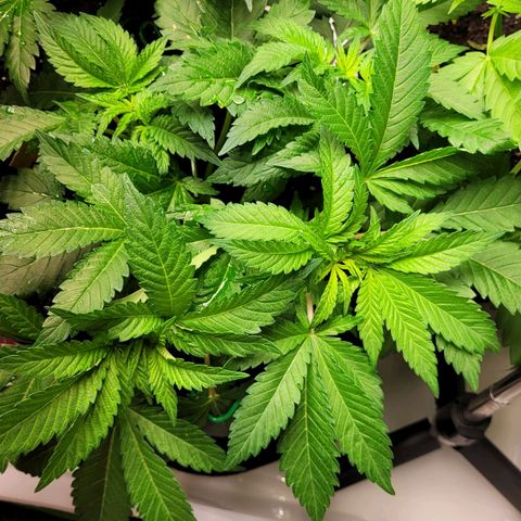 Special 1 # growlog timeline photo