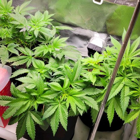 Special 1 # growlog timeline photo