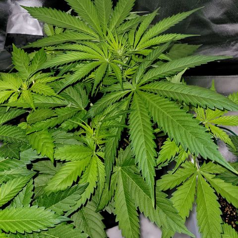 Gnomo Auto  growlog timeline photo