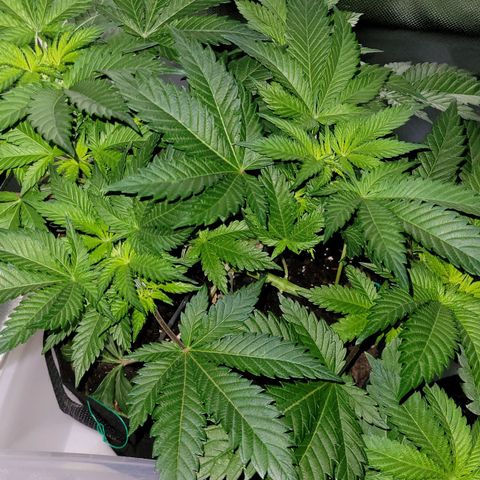 Special Queen #1 growlog timeline photo