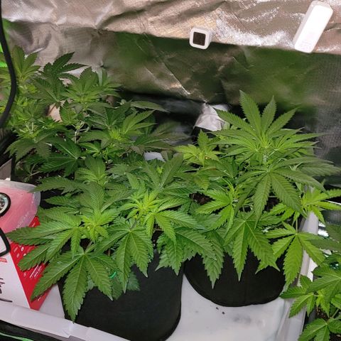 Special Queen #1 growlog timeline photo