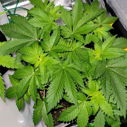 Special 1 # growlog timeline photo