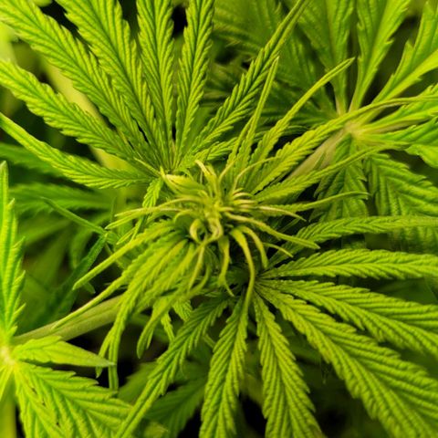 Gnomo Auto  growlog timeline photo