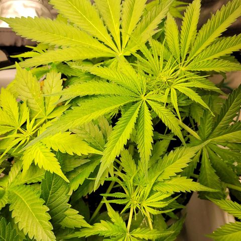 Gnomo Auto  growlog timeline photo