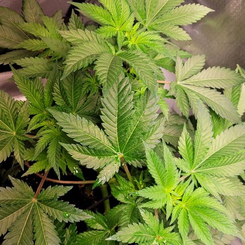 Special Queen #1 growlog timeline photo