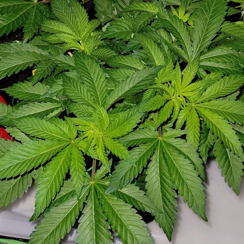 Special 1 # growlog timeline photo
