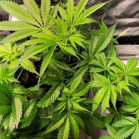 Gnomo Auto  growlog timeline photo