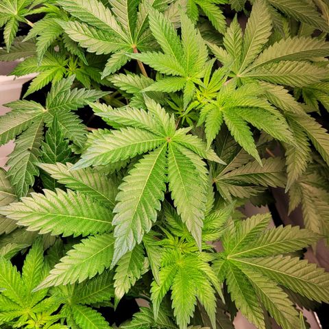 Special Queen #1 growlog timeline photo