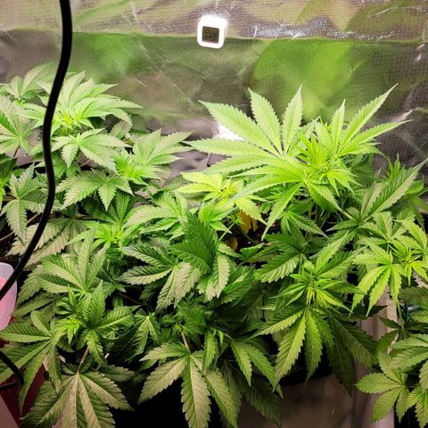 Special Queen #1 growlog timeline photo