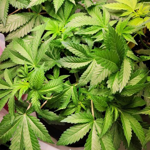 Special 1 # growlog timeline photo