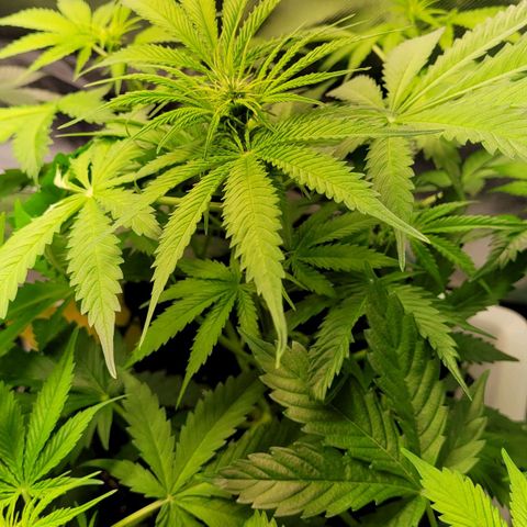 Gnomo Auto  growlog timeline photo