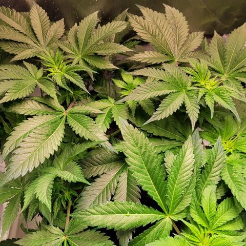 Special Queen #1 growlog timeline photo