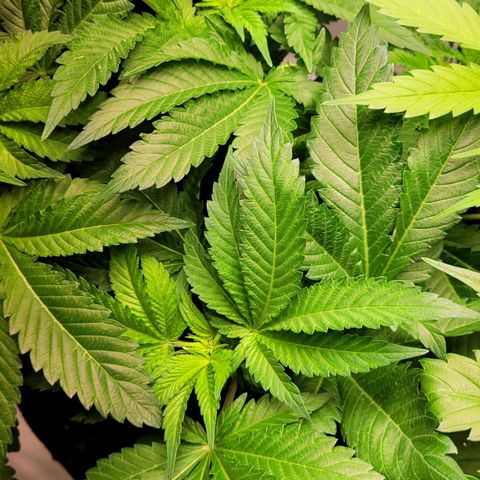 Special 1 # growlog timeline photo