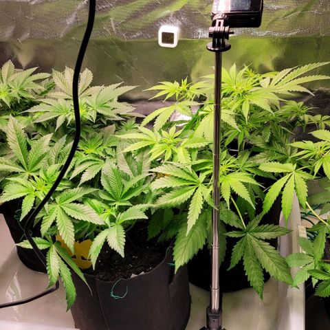 Special 1 # growlog timeline photo