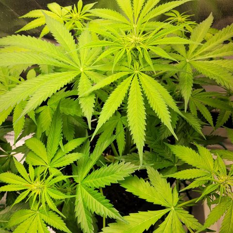 Gnomo Auto  growlog timeline photo