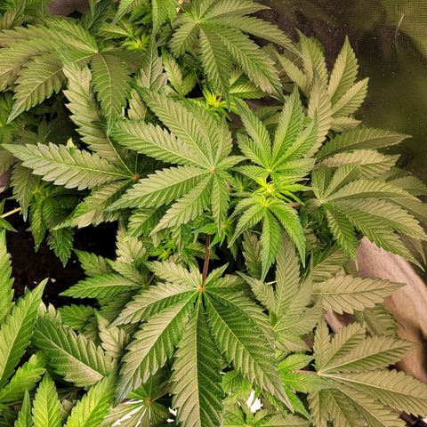 Special Queen #1 growlog timeline photo