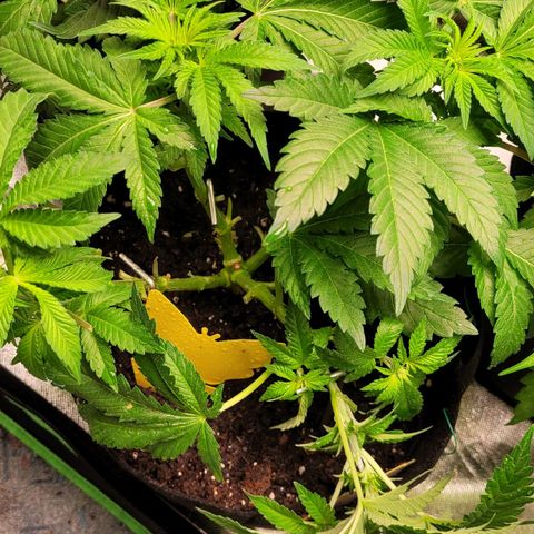 Special 1 # growlog timeline photo