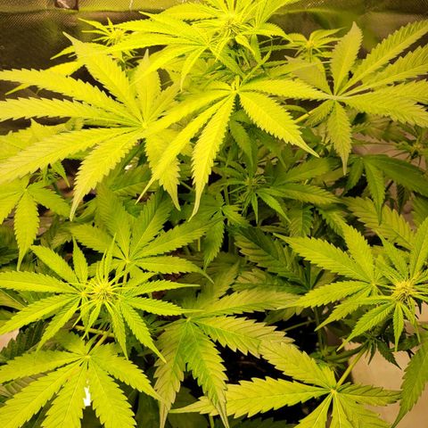 Gnomo Auto  growlog timeline photo
